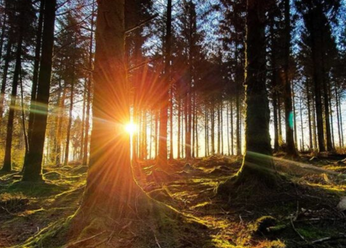 Scenic view of sun coming through trees