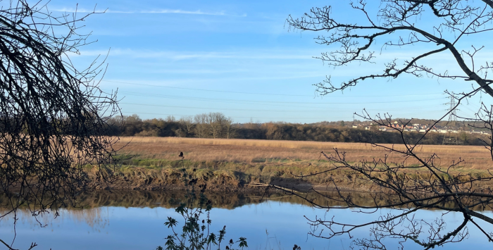 Scenic marshland shot in Newton Abbot on wellbeing walk