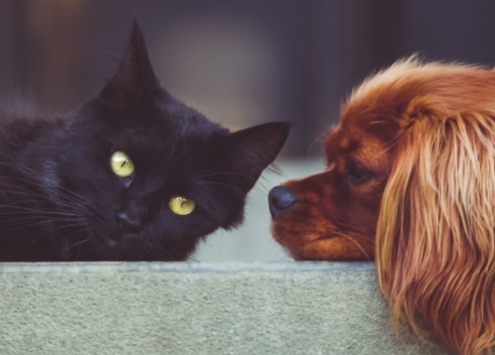 A cat and a dog lying down together