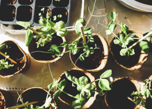 Herbs/plants potted in a greenhouse