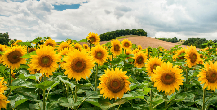 Sunflowers