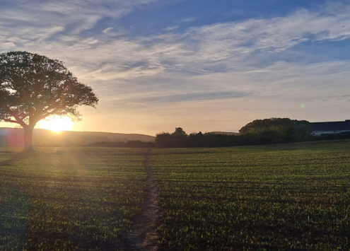 Field landscape with a sunset