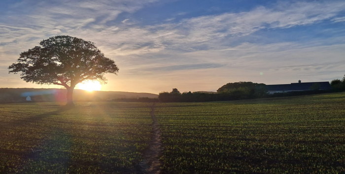 Field landscape with a sunset
